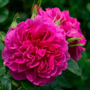 Саженец роза английская Принцесс Энн