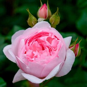 Саженец роза английская Септё де Айл