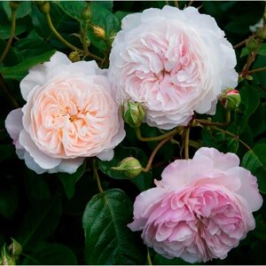 Саженец роза английская Зе Олбрайтон Рамблер