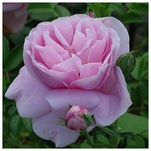 Саженец Роза чайно-гибридная Липарфюм