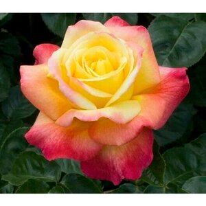 Саженец роза чайно-гибридная Пульман Ориент Экспресс (срезочная)