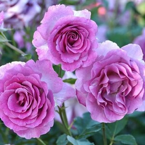 Саженец Роза чайно-гибридная Виолет Парфюм