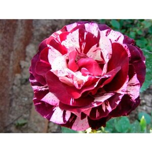 Саженец роза флорибунда Нью Имэджин