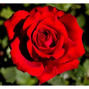 Саженец роза романтическая (ч/г) Ботеро
