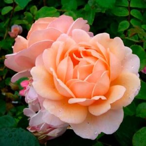 Саженец роза шраб Элизабет Стюарт