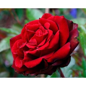 Саженец роза шраб Изабель Ренессанс