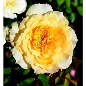Саженец роза шраб Марк-Антуан Шарпантье