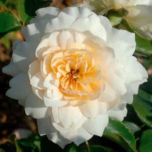 Саженец роза шраб Надин Xелла-Рикки