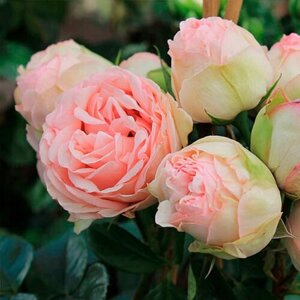 Саженец роза спрей Чарминг Пиано (многоцветковая)