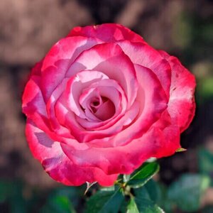 Саженец роза спрей Перпл Иришка (многоцветковая)