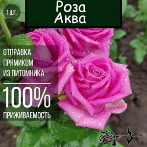 Саженец розы Аква / Чайно гибридная роза