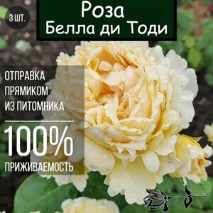 Саженец розы Белла ди Тоди / Чайно гибридная роза