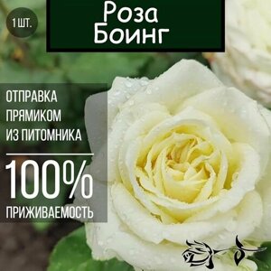 Саженец розы Боинг / Чайно гибридная роза