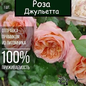 Саженец розы Джульетта / Чайно гибридная роза