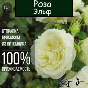 Саженец розы Эльф / Плетистая роза