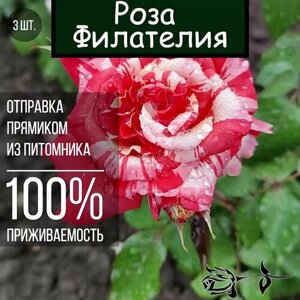 Саженец розы Филателия 3 шт. Чайно гибридная роза