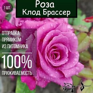Саженец розы Клод Брассер / Чайно гибридная роза