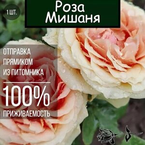 Саженец розы Мишаня / Чайно гибридная роза