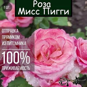 Саженец розы Мисс Пигги / Чайно гибридная роза
