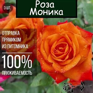 Саженец розы Моника 3 шт. Чайно гибридная роза