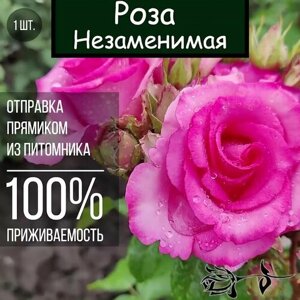 Саженец розы Незаменимая / Чайно гибридная роза