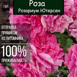 Саженец розы Розариум Ютерсен / Плетистая роза