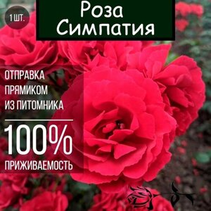 Саженец розы Симпатия / Плетистая роза