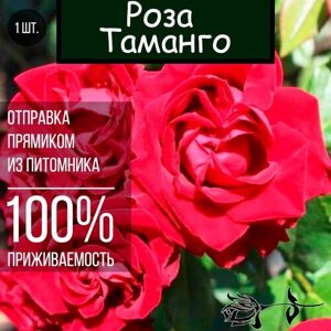 Саженец розы Таманго / Спрей роза