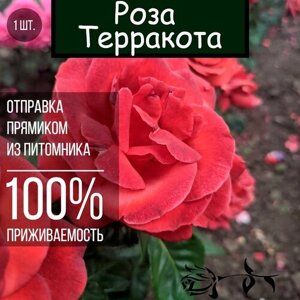 Саженец розы Терракота / Чайно гибридная роза
