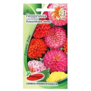 Семена цветов Георгина помпонная Клеопатра0,1 г, 5 пачек