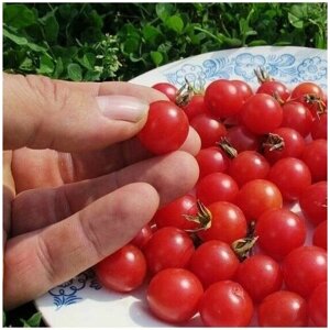 Семена Дикие томаты "Lycopersicon" 5 шт.