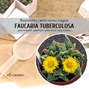 Семена Faucaria Tuberculosa суккулент Фаукария с желтыми цветами Серия живые камни