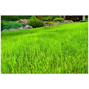 Семена газонной травы Морозко 250 гр Морозоустойчивый газон для озеленения для ландшафтного дизайна Травосмесь