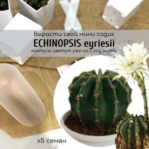 Семена кактуса Эхинопсис, известный как Царица ночи или Пупок королевы. Echinopsis eyriesii кактус с потрясающим цветением