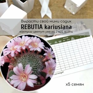 Семена кактуса Rebutia kariusiana цветки крупные светло-розовые. Растение для начинающих кактусоводов