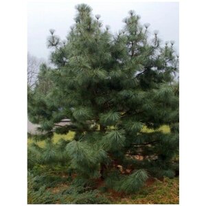 Семена Кедр корейский (Pinus koraiensis), 15 штук