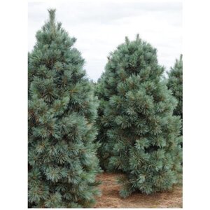 Семена Кедр корейский (Pinus koraiensis), 45 штук