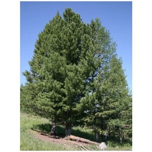 Семена Кедр сибирский (Pinus sibirica), 120 штук