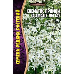 Семена Клематиса Прямого (Clematis Recta) (5 семян)