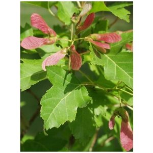 Семена Клён Гиннала (Acer ginnala), 25 штук