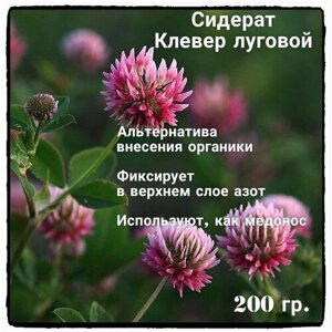Семена Клевер Лугового Розового газон травы