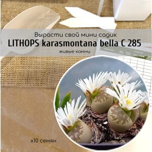 Семена Литопса Lithops karasmontana bella ( живые камни, суккуленты ) Окраска листьев коричневато-желтая. Цветки белые