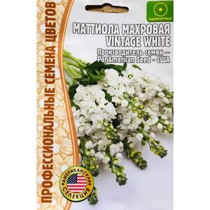 Семена Маттиолы махровой (Левкой) Vintage White"5 семян)
