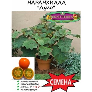 Семена "Наранхилла", "Луло"Наранхилья, Паслён китайский, Solanum quitoense) 10 шт.