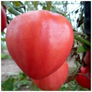 Семена Орешка Томат Бычье Сердце розовый 10 шт.