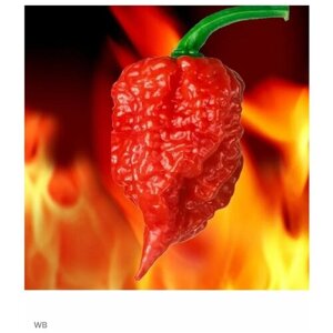 Семена Перец Острейший "Carolina Reaper" 5 шт.