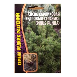 Семена Сосны карликовой "Кедровый стланик"Pinus pumila) (5 cемян)