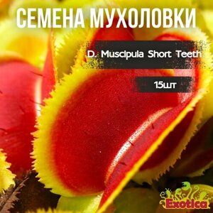 Семена Венериной Мухоловки Короткозубая (Dionaea Muscipula Short Teeth), 15шт