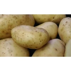 Семенной картофель Азарт 4 кг