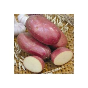 Семенной картофель Ажур 10 кг